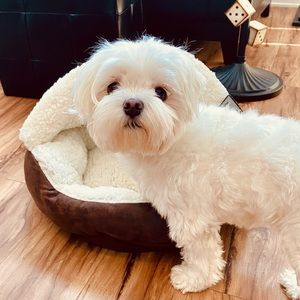 Dog bed, for a little dogs who like to be cuddled and who are nesters! Tags on.